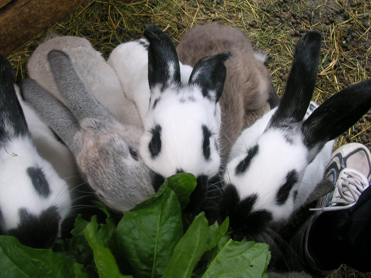 Fröhliche Ostern