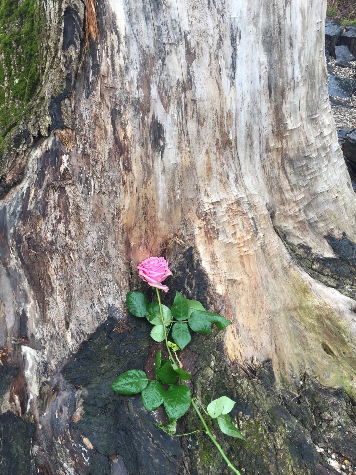 Treibgut - Der Fluss des Lebens macht manchmal unerwartete Geschenke...