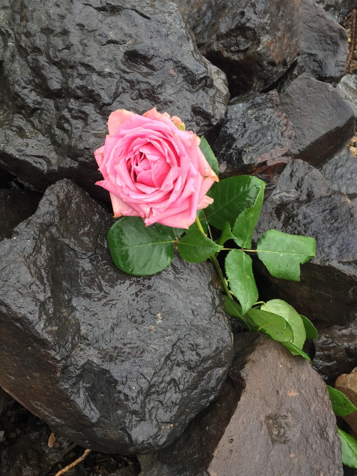 Treibgut - Der Fluss des Lebens macht manchmal unerwartete Geschenke...